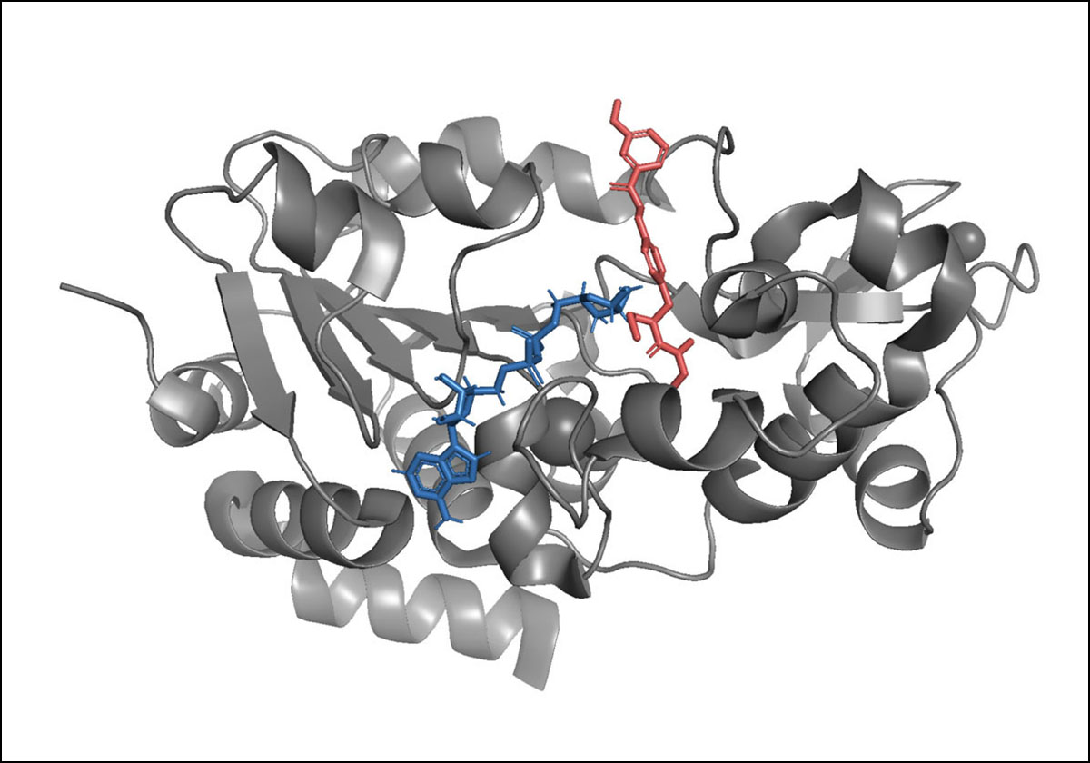 A dual MTOR/NAD+ acting gerotherapy