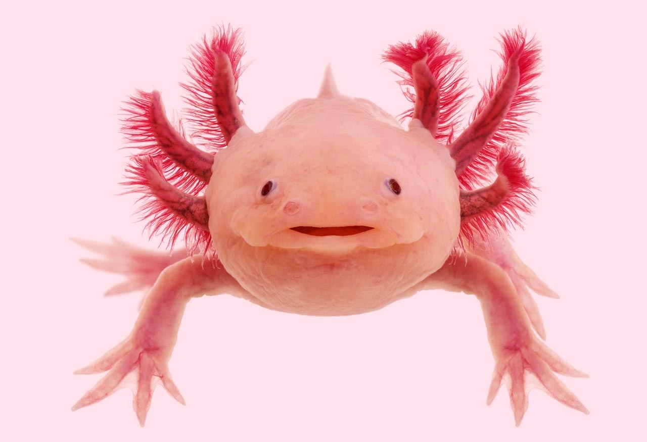 Cellular senescence promotes progenitor cell expansion during axolotl limb regeneration