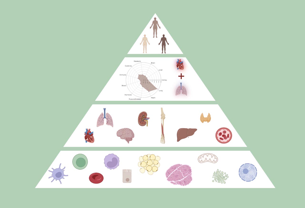Systems Age: A single blood methylation test to quantify aging heterogeneity across 11 physiological systems