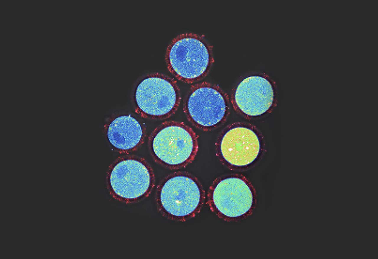 Rejuvenation of aged oocyte through exposure to young follicular microenvironment